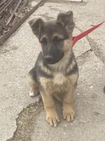 Greta, a female German Shepherd Dog for sale in Wellman, IA – Photo 4 of 4