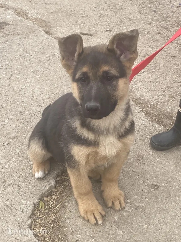 Greta – German Shepherd Dog puppy for sale in Wellman, IA