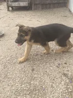 Greta, a female German Shepherd Dog for sale in Wellman, IA – Photo 3 of 4