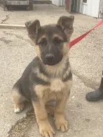 Greta, a female German Shepherd Dog for sale in Wellman, IA – Photo 2 of 4