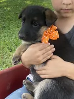Otto, a male German Shepherd Dog for sale in Wellman, IA – 1 of 5
