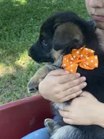 Otto, a male German Shepherd Dog for sale in Wellman, IA – 2 of 5