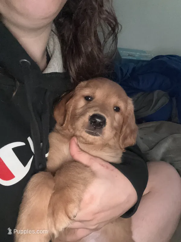 Female #1 (light purple collar)  – Golden Retriever puppy for sale in Orrville, OH