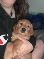 Female #1 (light purple collar) , a female Golden Retriever for sale in Orrville, OH – 1 of 1