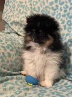 Jersey, a male Pomeranian for sale in Moore, OK – Photo 5 of 8