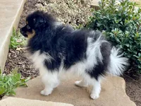 Jersey, a male Pomeranian for sale in Moore, OK – Photo 2 of 8