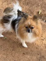 Jersey, a male Pomeranian for sale in Moore, OK – Photo 7 of 8