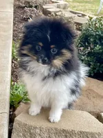 Jersey, a male Pomeranian for sale in Moore, OK – Photo 1 of 8