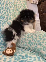 Jersey, a male Pomeranian for sale in Moore, OK – Photo 6 of 8