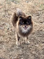 Mica, a male Pomeranian for sale in Moore, OK – 2 of 10