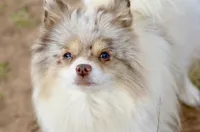 Clover, a male Pomeranian for sale in Moore, OK – 5 of 6