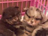 Token , a male Pomeranian for sale in Moore, OK – 3 of 5