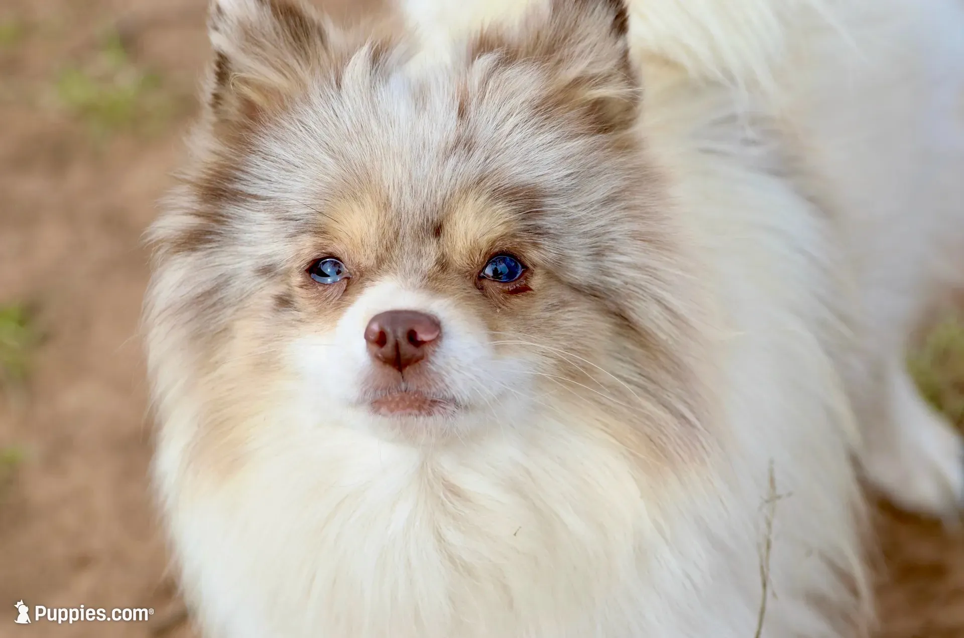Mica, a male Pomeranian for sale in Moore, OK – 9 of 10