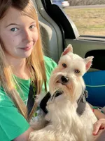 Skyler-Neutered, a male Miniature Schnauzer for sale in Moore, OK – 3 of 7