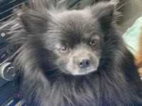 Big Blue Neutered , a male Pomeranian for sale in Moore, OK – Photo 2 of 6