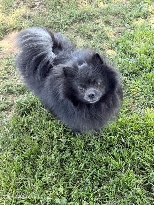 Big Blue Neutered  – Pomeranian puppy for sale in Moore, OK