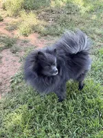 Big Blue Neutered , a male Pomeranian for sale in Moore, OK – 2 of 8