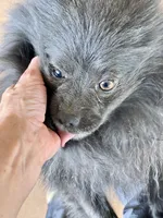 Big Blue Neutered , a male Pomeranian for sale in Moore, OK – Photo 3 of 6
