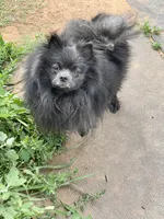 Big Blue Neutered , a male Pomeranian for sale in Moore, OK – Photo 1 of 6