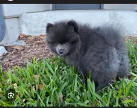 Big Blue Neutered , a male Pomeranian for sale in Moore, OK – Photo 4 of 6