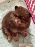 Token , a male Pomeranian for sale in Moore, OK – 2 of 5