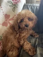 Rosey , a female Poodle - Toy  for sale in Moore, OK – 2 of 3