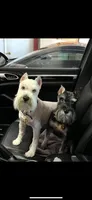 Skyler-Neutered, a male Miniature Schnauzer for sale in Moore, OK – 2 of 7