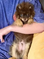 Mica, a male Pomeranian for sale in Moore, OK – 2 of 10