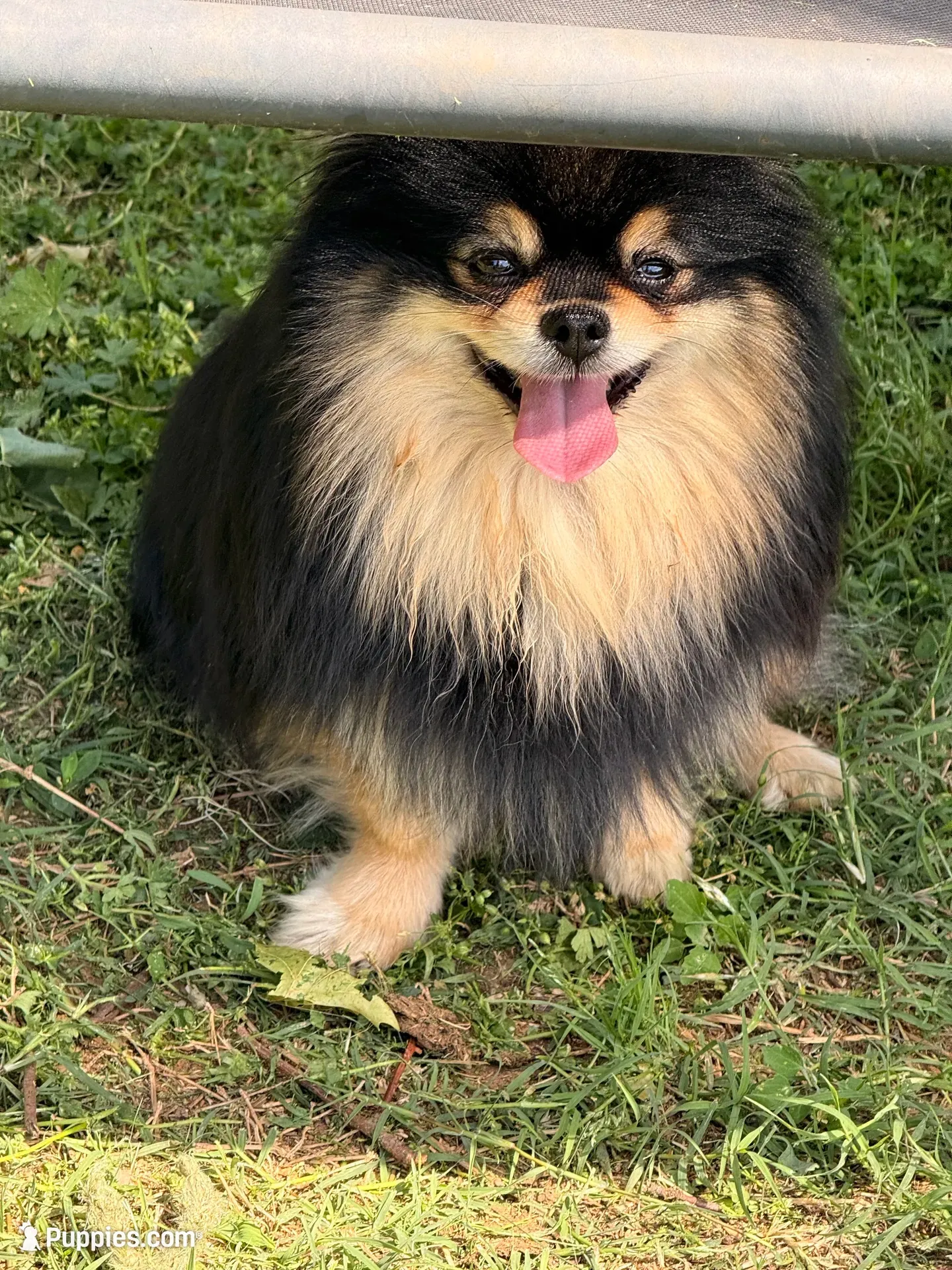Mica, a male Pomeranian for sale in Moore, OK – 10 of 10