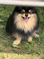 Token , a male Pomeranian for sale in Moore, OK – 5 of 5