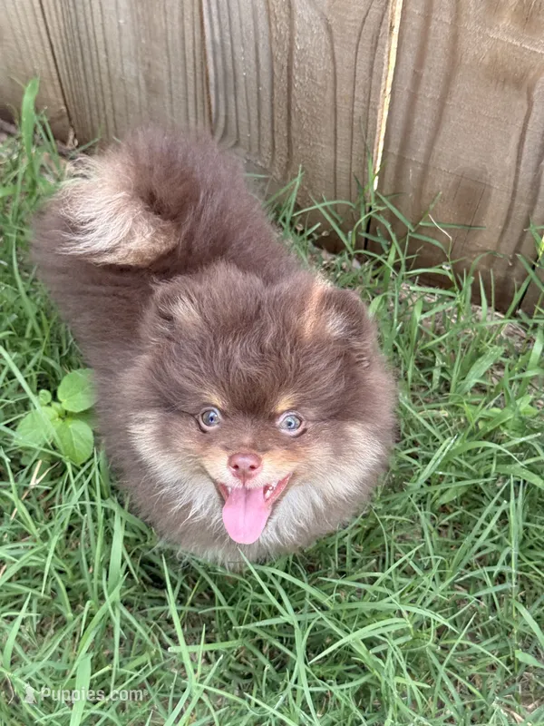 Mica – Pomeranian puppy for sale in Moore, OK