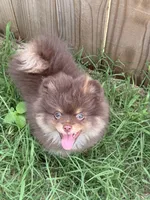 Mica, a male Pomeranian for sale in Moore, OK – 3 of 10