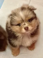 Clover, a male Pomeranian for sale in Moore, OK – 4 of 6