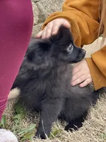 Jackpot, a male Pomeranian for sale in Moore, OK – Photo 4 of 8