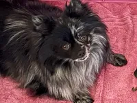 Jackpot, a male Pomeranian for sale in Moore, OK – Photo 8 of 8