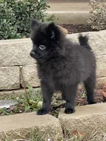 Jackpot, a male Pomeranian for sale in Moore, OK – Photo 1 of 8