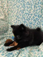 Jackpot, a male Pomeranian for sale in Moore, OK – Photo 6 of 8