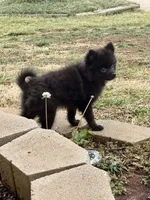 Jackpot, a male Pomeranian for sale in Moore, OK – Photo 2 of 8