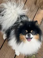 Jackpot, a male Pomeranian for sale in Moore, OK – Photo 7 of 8