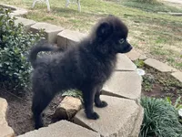 Jackpot, a male Pomeranian for sale in Moore, OK – Photo 3 of 8