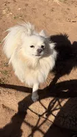 Eden, a female Pomeranian for sale in Moore, OK – Photo 2 of 3