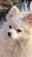 Eden, a female Pomeranian for sale in Moore, OK – Photo 1 of 3