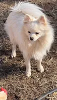 Eden, a female Pomeranian for sale in Moore, OK – Photo 3 of 3