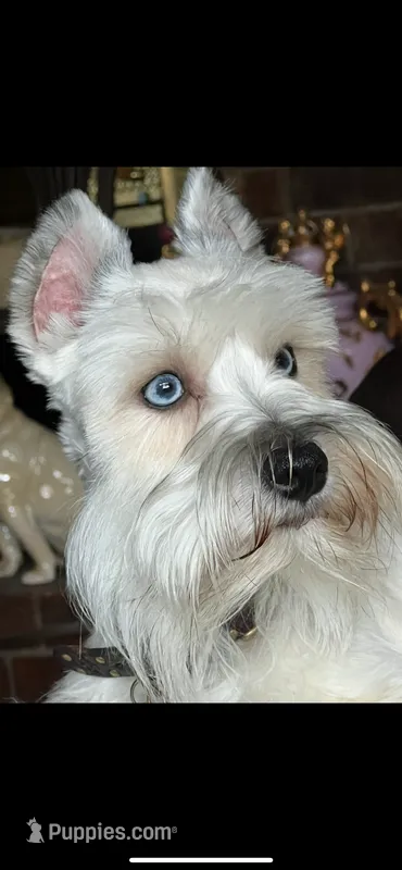 Skyler-Neutered – Miniature Schnauzer puppy for sale in Moore, OK
