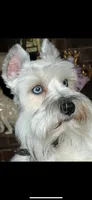 Skyler-Neutered, a male Miniature Schnauzer for sale in Moore, OK – 1 of 7