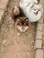 Mica, a male Pomeranian for sale in Moore, OK – 3 of 10
