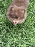 Mica, a male Pomeranian for sale in Moore, OK – 4 of 10