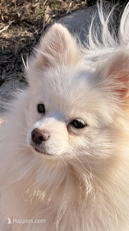 Eden-Spayed – Pomeranian puppy for sale in Moore, OK