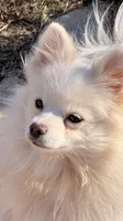 Eden-Spayed, a female Pomeranian for sale in Moore, OK – Photo 1 of 4