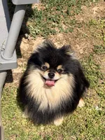 Clover, a male Pomeranian for sale in Moore, OK – 6 of 6